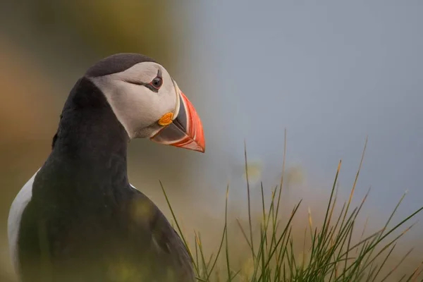 Puffin Fratercula Arctica Πορτραίτο Πουλί — Φωτογραφία Αρχείου