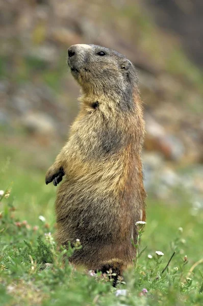 Świstaka Zegarek Marmota Marmota Valais Szwajcaria Europa — Zdjęcie stockowe