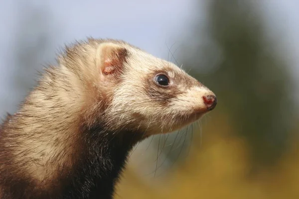 Berbulu Mustela putorius furo — Stok Foto