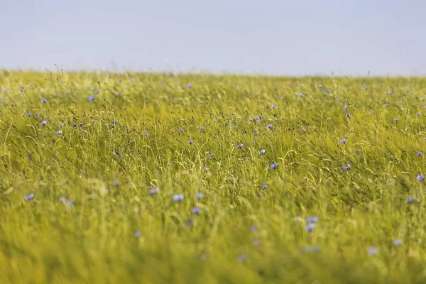 Campo Grano Agrícola Alemania — Foto de Stock