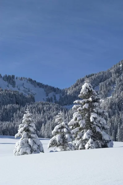 Ramoscelli innevati nella foresta invernale — Foto Stock