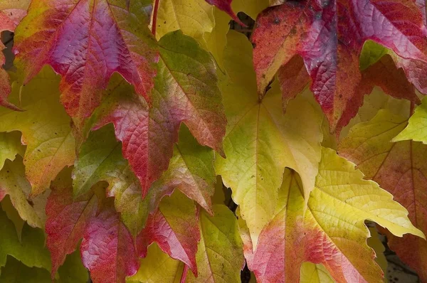 Kolorowe Liście Jesienią Bliska Strzał — Zdjęcie stockowe