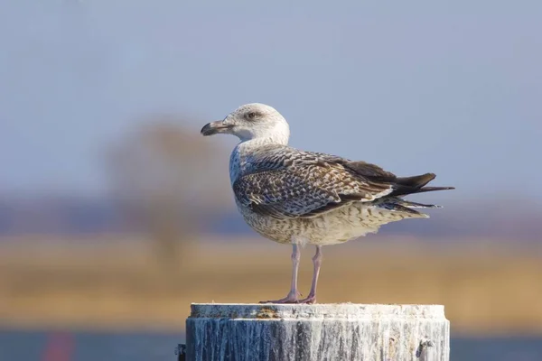 Fiatal Ezüstsirály Larus Argentuatus Pole — Stock Fotó