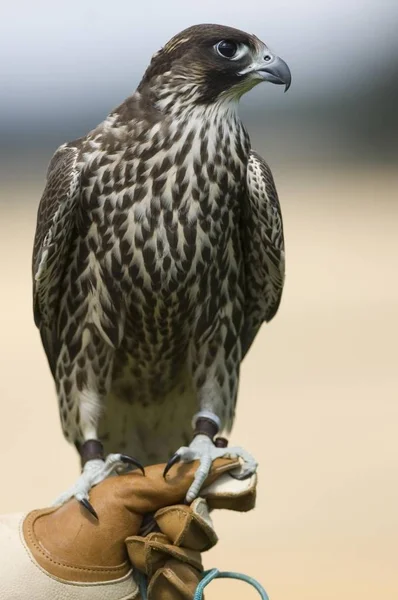 Falco falcão híbrido — Fotografia de Stock