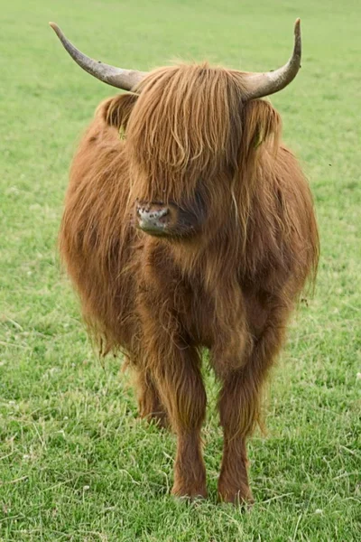 Hochlandrinder Tiere Kuh — Stockfoto