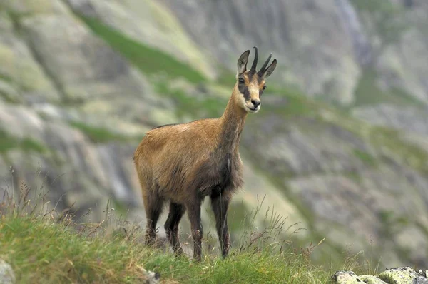 Gemse Rupicapra Rupicapra Grimsel Bern Schweiz Europa — Stockfoto