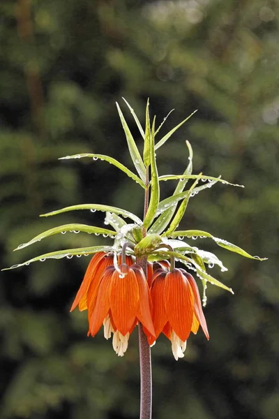 Πορτοκαλί Κορώνα Αυτοκρατορική Λουλούδια Fritillaria Imperialis Ανθοφόρα Φυτά — Φωτογραφία Αρχείου
