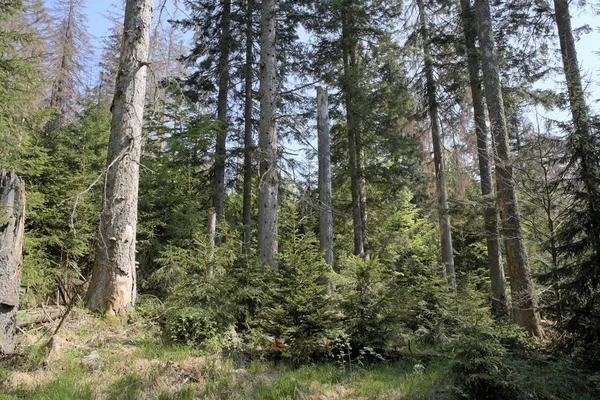 Lasu Mieszanego Martwych Młodych Świerków Regeneracji Park Narodowy Bayerischer Wald — Zdjęcie stockowe