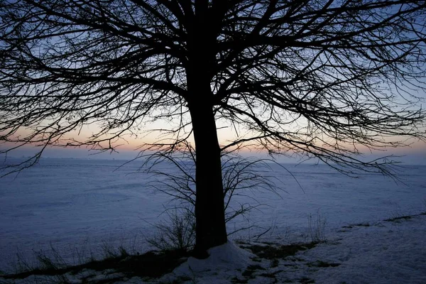 Albero senza foglie nel paesaggio del tramonto — Foto Stock