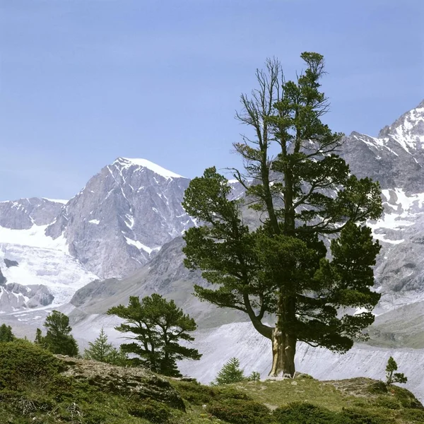 Montanhas na neve e árvores verdes — Fotografia de Stock