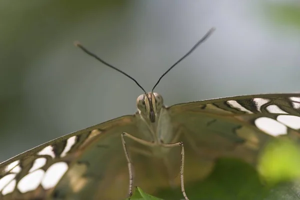 Clipper Parthenos Sylvia Butterfly — стоковое фото