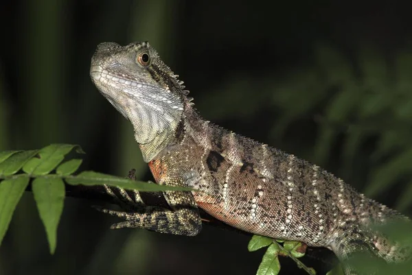 Avustralya Ejderha Iguana Physignathus Lesueurii — Stok fotoğraf