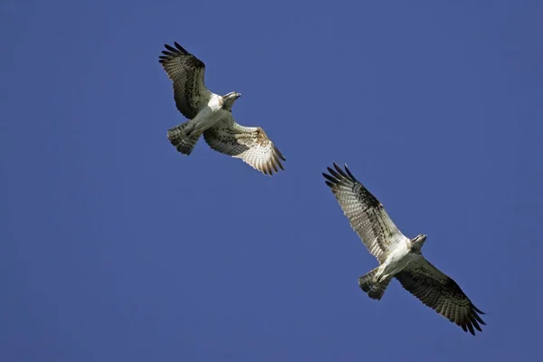 Paar Vliegende Visarenden Vis Hawks Pandion Haliaetus — Stockfoto