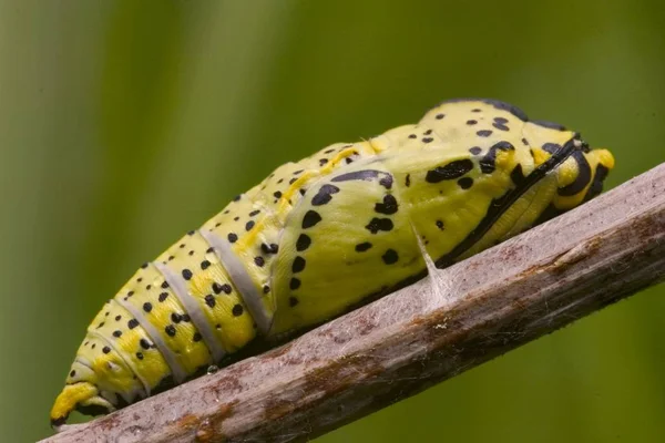 Pillangó Káposzta Vagy Káposzta Fehér Káposztalepke Caterpillar — Stock Fotó