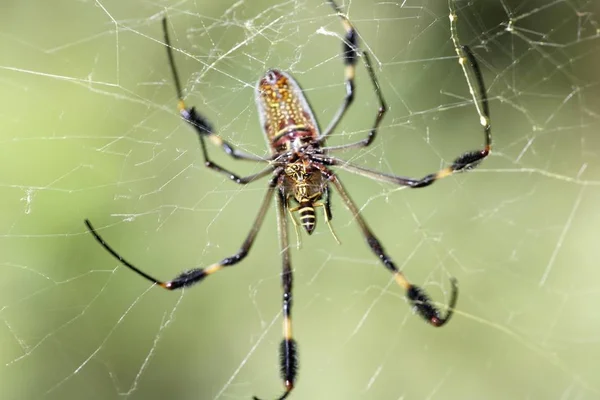 Golden Orb Spider Tecelão Orbe Seda Dourada Nephila Clavipes — Fotografia de Stock