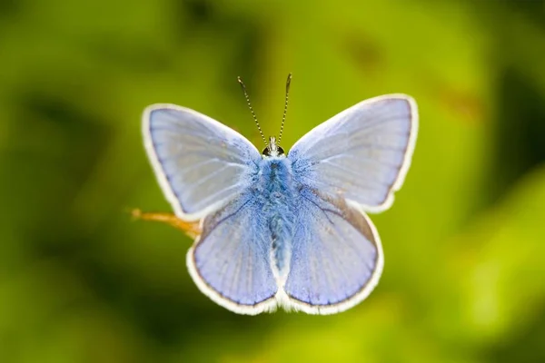 Papillon bleu commun — Photo