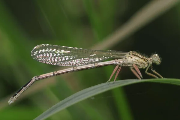 Chalcolestes Viridis Grama Verde — Fotografia de Stock