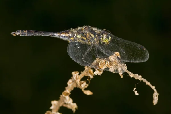 Espadarte Preto Sympetrum Danae — Fotografia de Stock