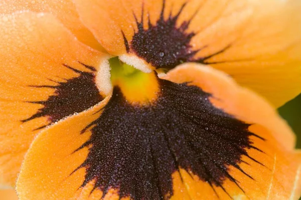 Orange Viola Tricolor Closeup Fauna Nature — Stock Photo, Image