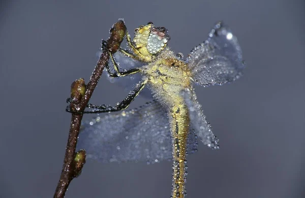 Dragonfly Sympetrum Dew Drops Body — Stock Photo, Image