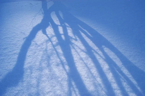 Skuggan av träd på snö — Stockfoto