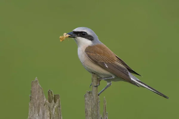 Pie Grièche Dos Rouge Lanius Collurio Avec Ses Proies — Photo