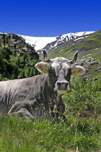 Mucca Prato Con Erba Verde Fiori — Foto Stock