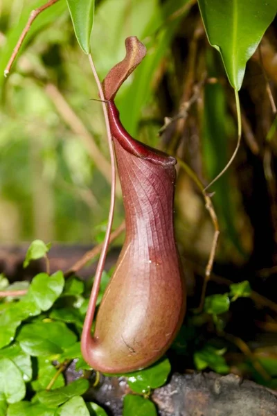 Переглянути Під Час Закриття Вгору Nepenthes — стокове фото