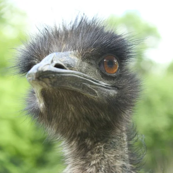 Ostrich Struthio Camelus View Head — Stock Photo, Image