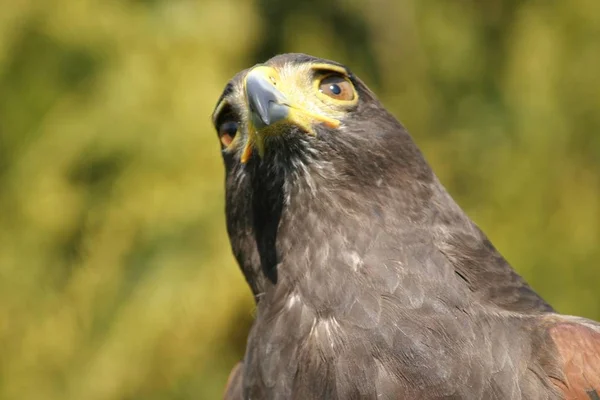 Harris Hawk Pájaro Águila — Foto de Stock