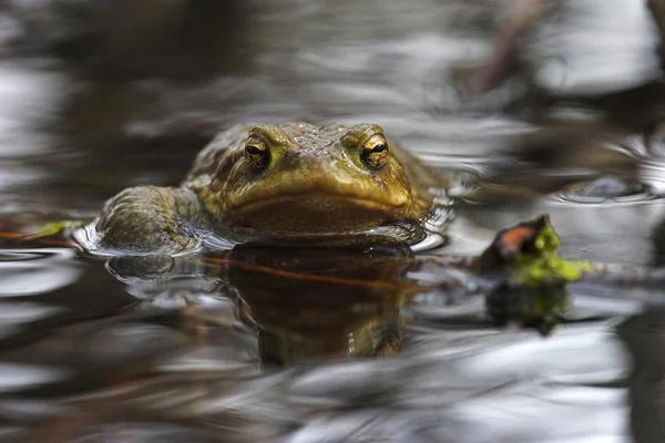 Bufo Bufo 개구리 — 스톡 사진