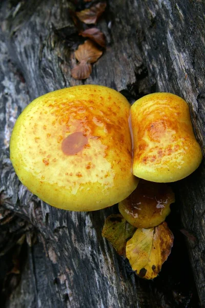 Cogumelos Árvore Pholiota Adiposa — Fotografia de Stock