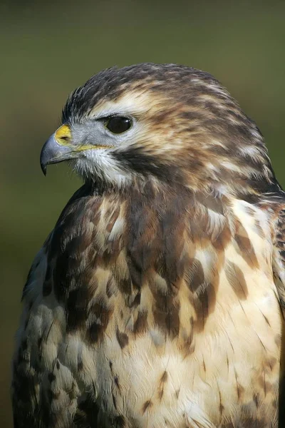 Buteo wildvogel — Stockfoto