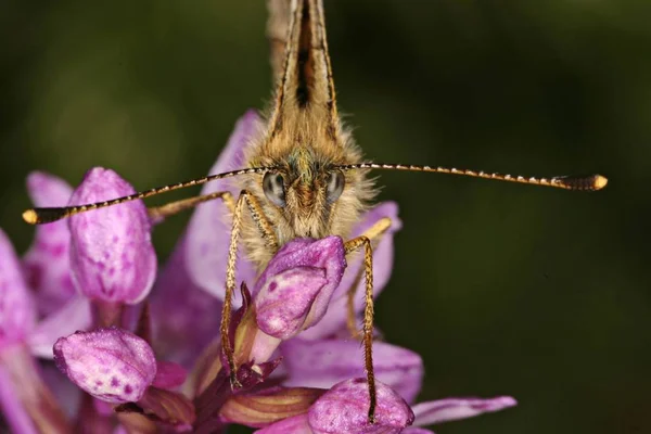 Clossiana Selene Vlinder Zittend Paarse Zomerbloemen — Stockfoto