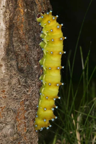 Caterpillar Saturnia Pavonia Tree — Stock Photo, Image