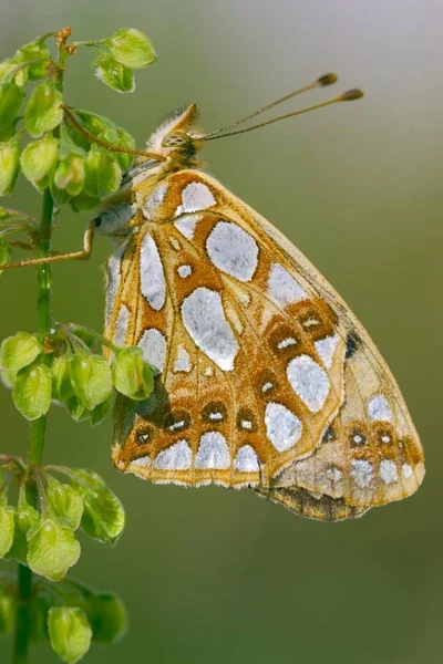 Issoria Lathonia 蝴蝶坐在夏日植物绿叶上 — 图库照片
