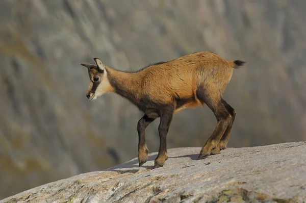 Young Chamois Rock Rupicapra Rupicapra — Stock Photo, Image