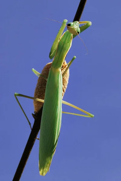 Mantis Inseto Religioso Planta — Fotografia de Stock
