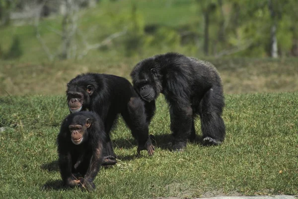 Famiglia scimpanzé in campo verde — Foto Stock