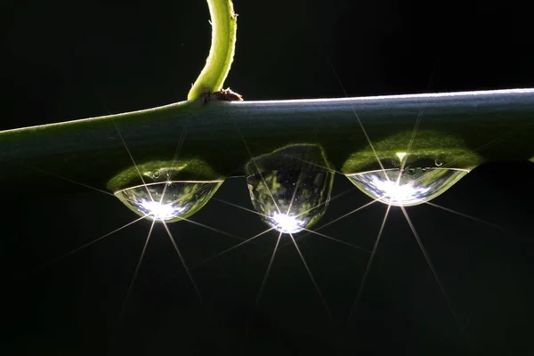 Water Drop Branch — Stock Photo, Image