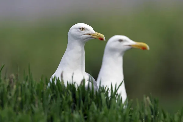 Par Gaviotas Arenque Hierba Verde Larus Argentatus — Foto de Stock