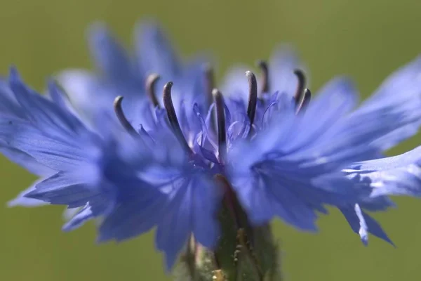 Kapanışta Centaurea Cyanus Göster — Stok fotoğraf