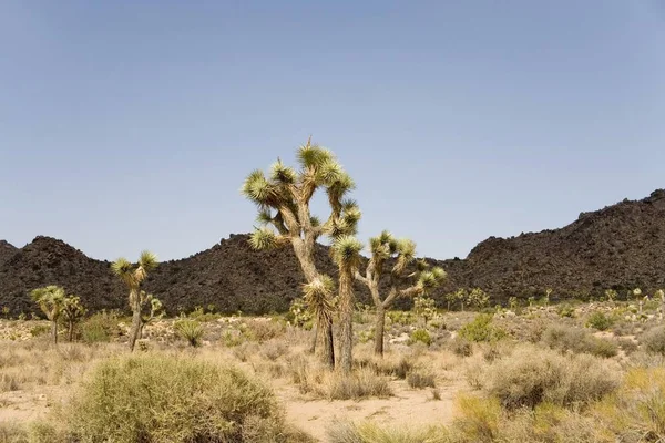 Joshua Tree Nationalpark Mojave Wüste Kalifornien Usa Nordamerika — Stockfoto