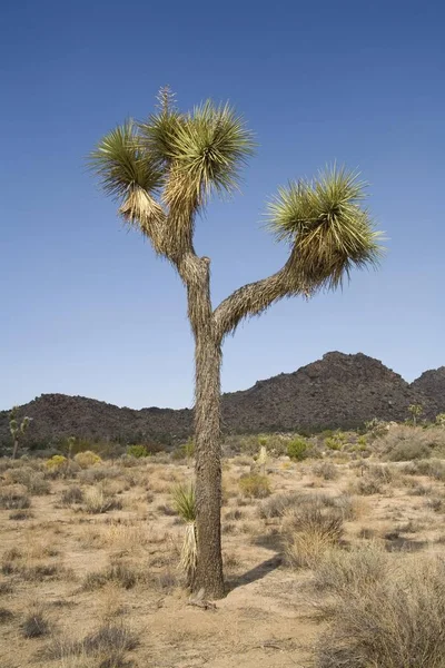 Joshua Tree National Park Wzgórza Tropikalne Drzewa — Zdjęcie stockowe