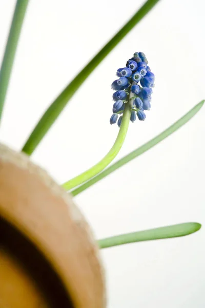 Blue Muscari Flower Bulbs — Stock Photo, Image