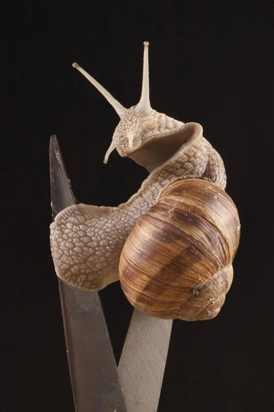 Pomatia Linnaeus가 — 스톡 사진