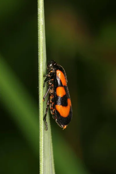 Cercopis Vulnerata Çimenlerin Üzerinde — Stok fotoğraf