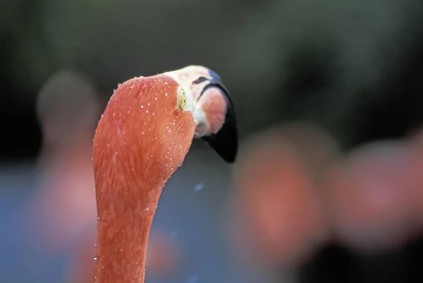 Amerikanischer Flamingo rosa — Stockfoto