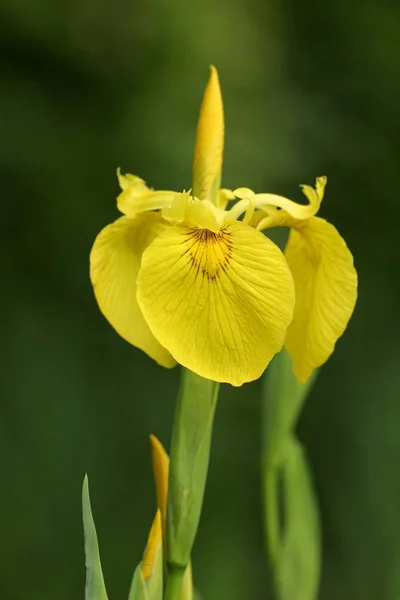 花黄色のアイリスの花 — ストック写真