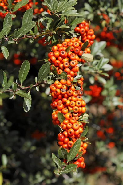 Firethorn Pyracantha Вуж Крит Греція Європа — стокове фото